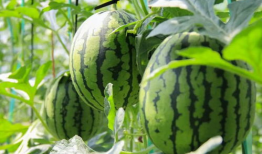 网红爆料免费吃瓜群,揭秘网红圈内的神秘社交圈